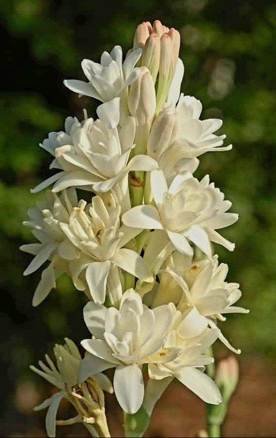 Първите цветове Тубероза Полиантес са като магия