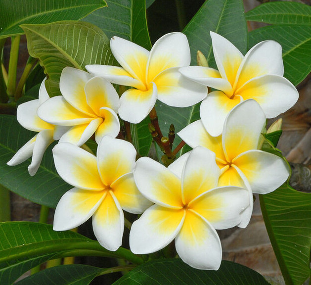 The Frangipani plant