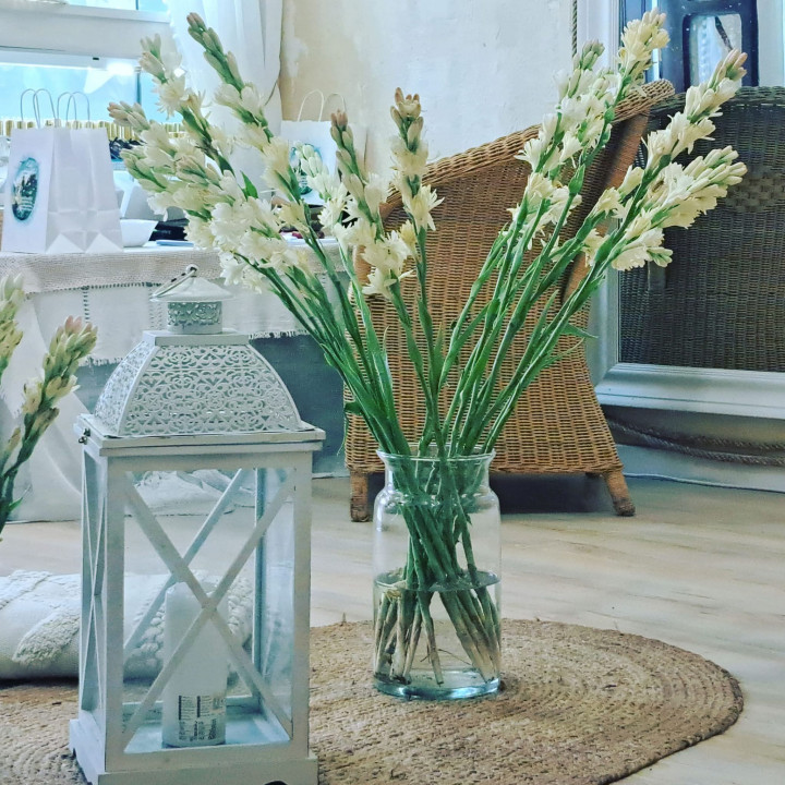 Рязан цвят Тубероза Полиантес