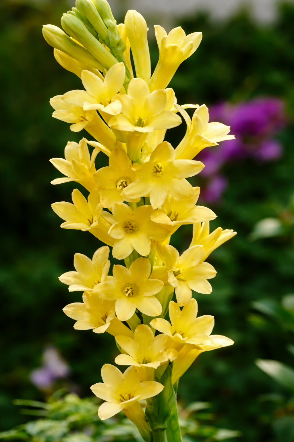 Жълта Тубероза – рядък цвят, символ на слънчева енергия и жизненост