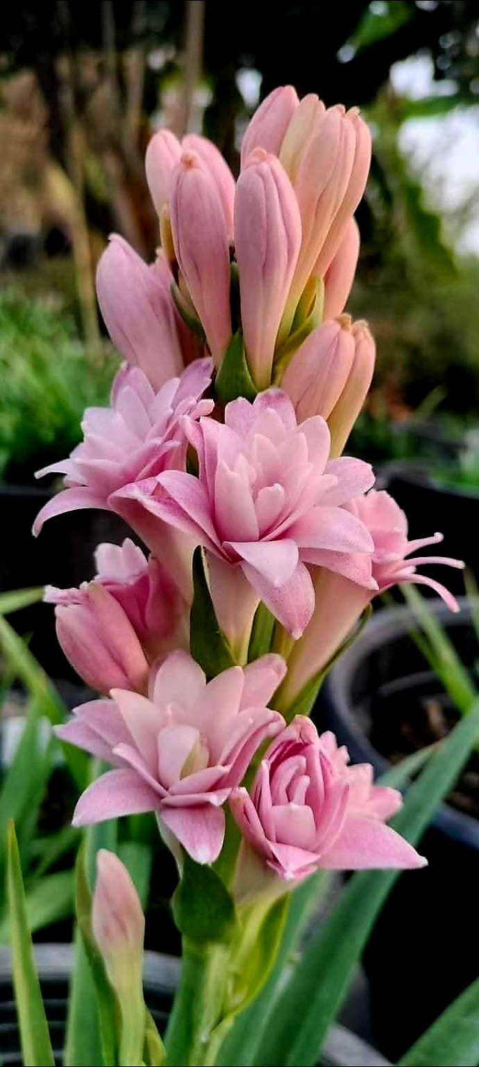 Цвят розова Тубероза (Polianthes tuberosa) с нежен екзотичен аромат